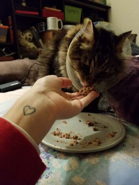 47185527_751852915174646_7168838718160109568_n